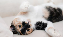 猫咪视频官网,带你领略萌宠世界的无限魅力